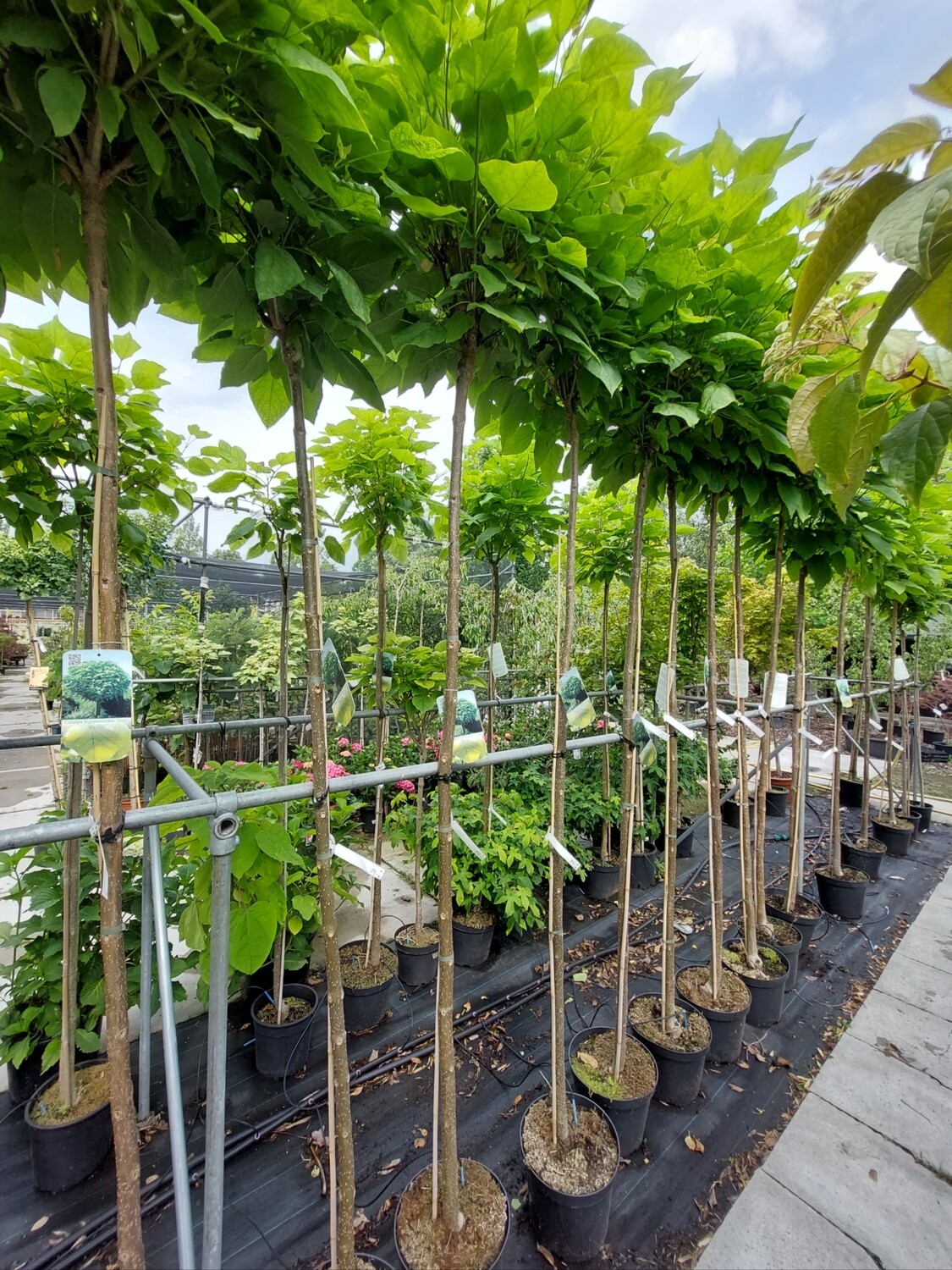 Catalpa (Trompetboom) Stam 210 - 220 cm