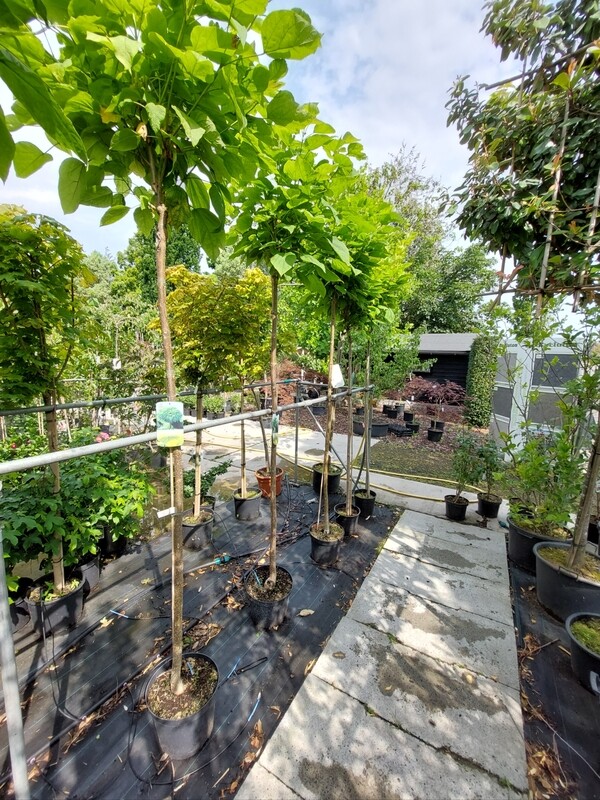 Catalpa  tuincentrum Voordeeltuin Boskoop