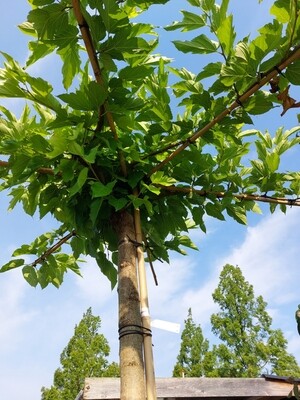 Morus alba Fruitless ( Moerbeiboom dakvorm ) zonder vruchten