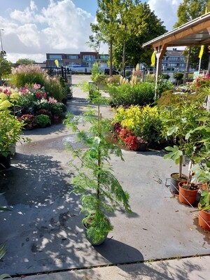 Metasequoia Clyptostroboides (Watercipres) OP=OP