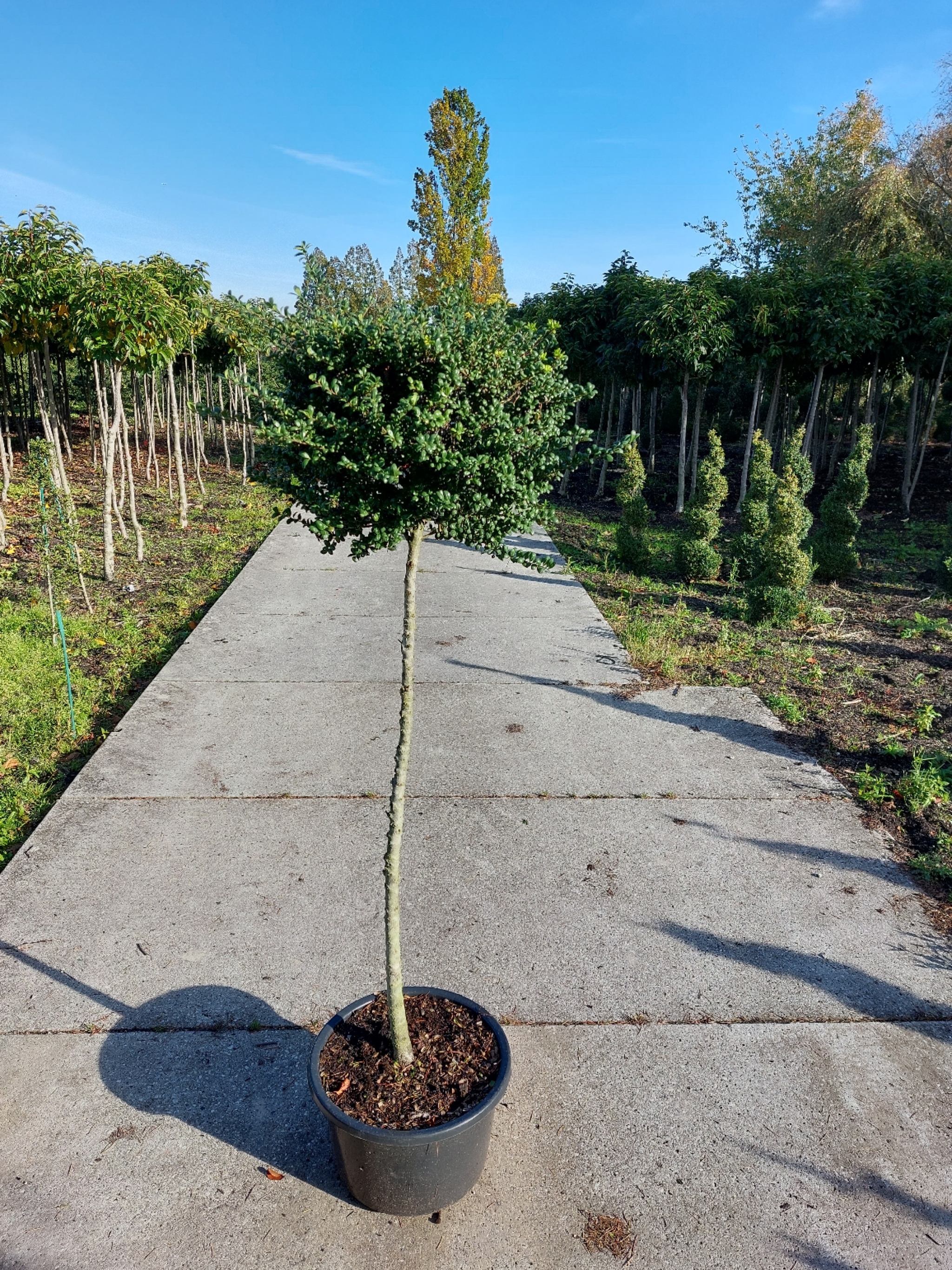 Ilex crenata bol op stam