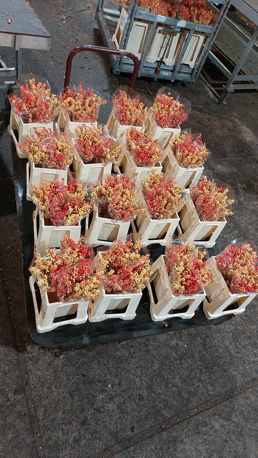 Ilex verticillata bosjes Verschillende kleuren vanaf €2,50 (zie beschrijving) OP=OP Ilex verticillata bosjes Verschillende kleuren vanaf €2,50 (zie beschrijving) OP=OP