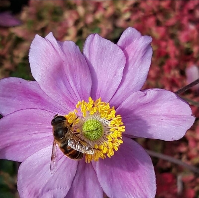 Bij/vlinder vriendelijk