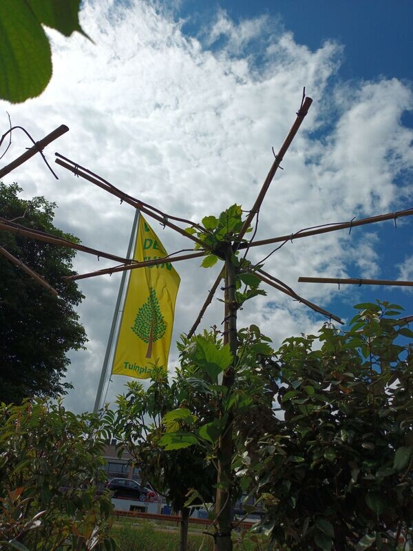 Dakbomen/ parasolbomen