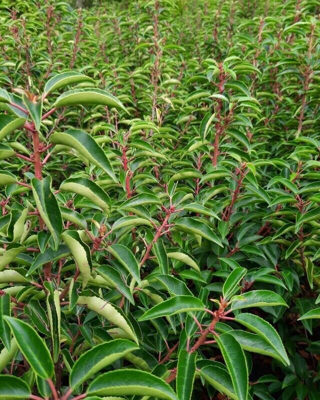 Haagplanten (Haagplant)