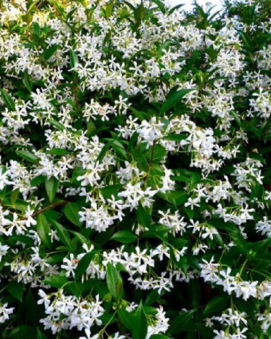 Klimplanten (Klimplant)