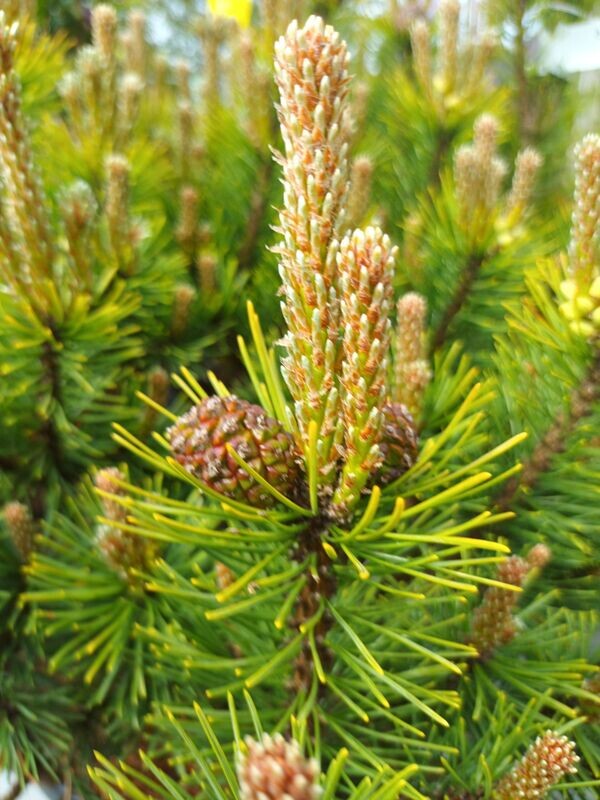 Pinus (Naaldbomen)