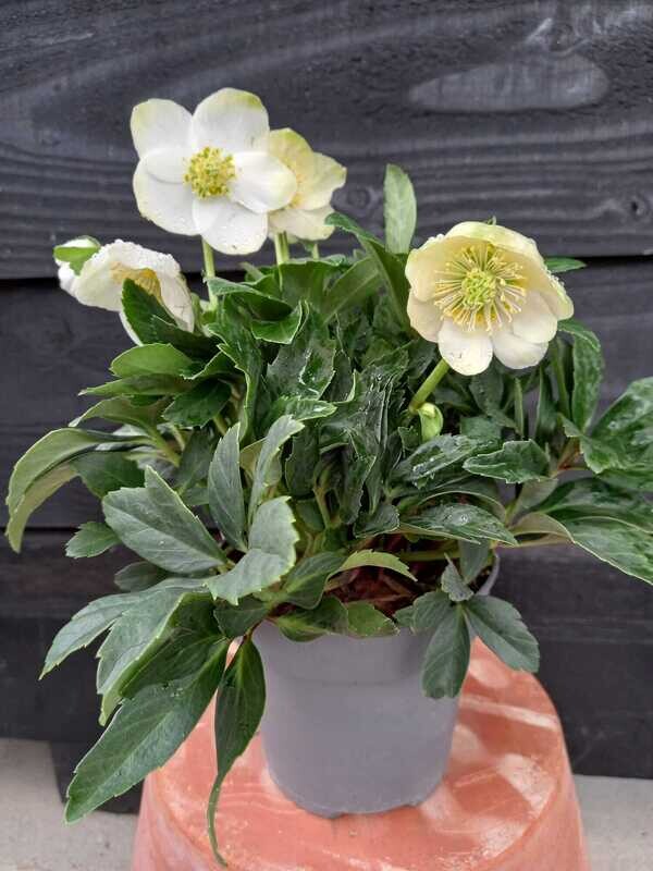 Schaduwplanten (Schaduwplant)