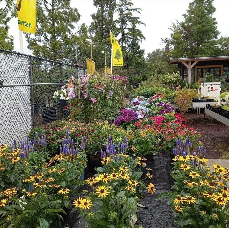 Vaste planten (Vaste plant)