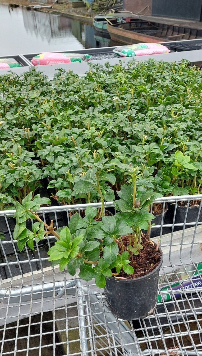 Pachysandra (schaduwkruid) Voordeeltuin Boskoop