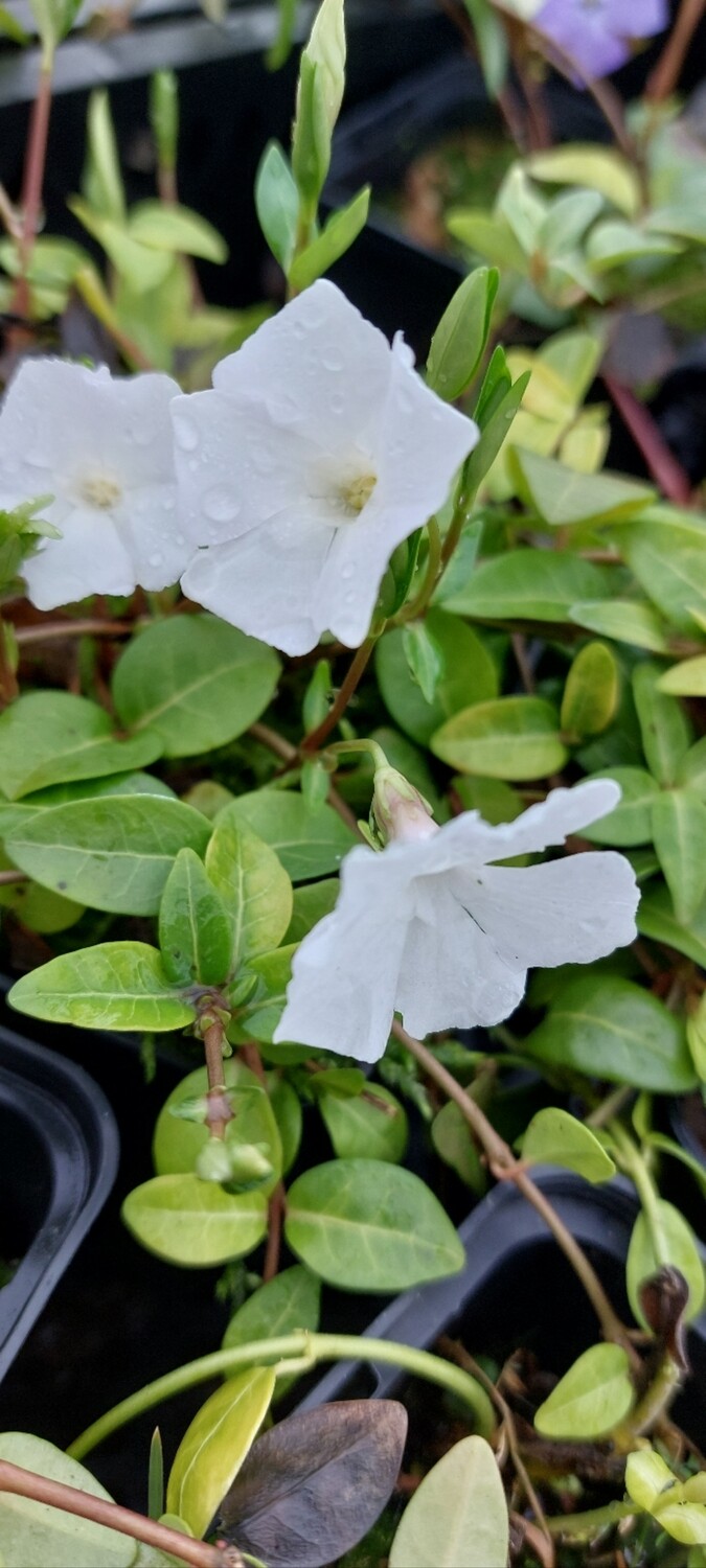 Vinca minor 'Alba' (Maagdenpalm wit )