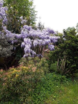 Wisteria (Blauwe en Witte  Regen) OP=OP