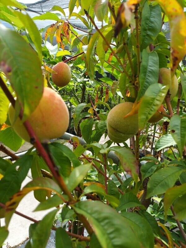 Fruitbomen (fruitboom)