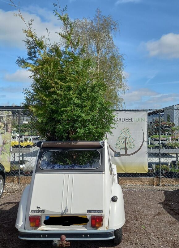 Groenblijvend (Bladhoudend)