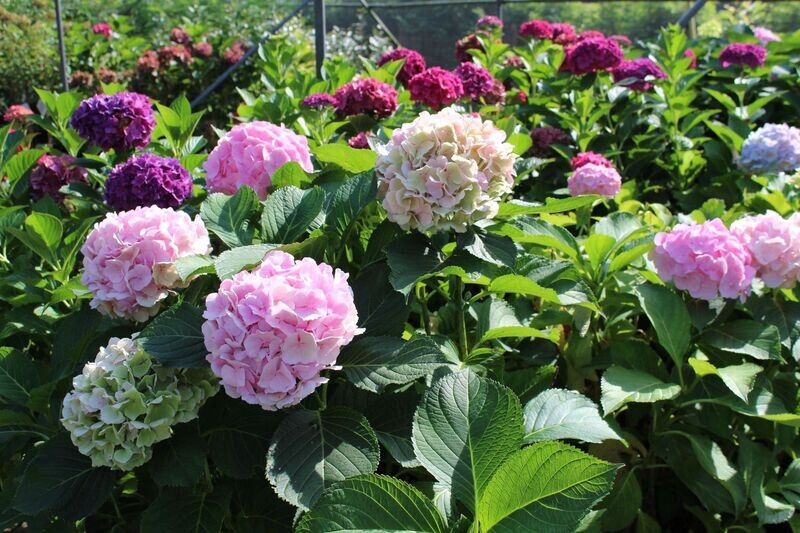 Hydrangea (Hortensia)