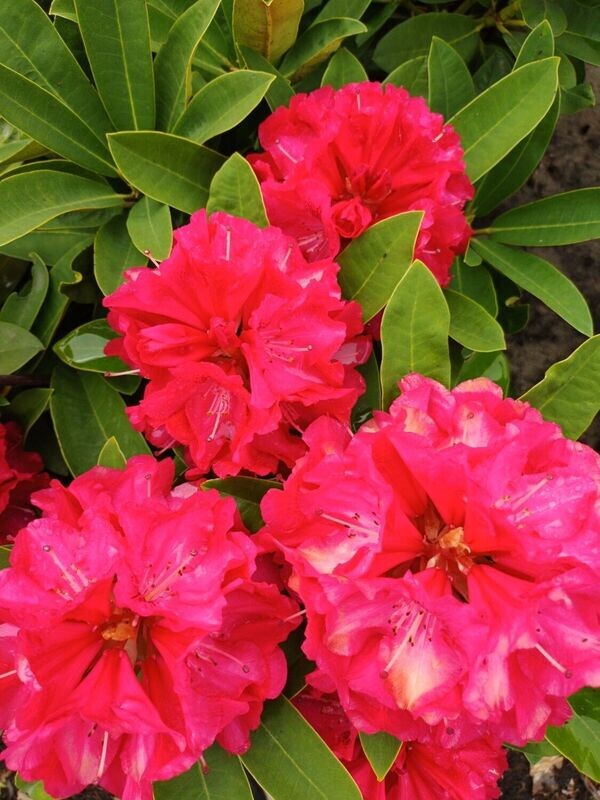 Rododendron/    Azalea