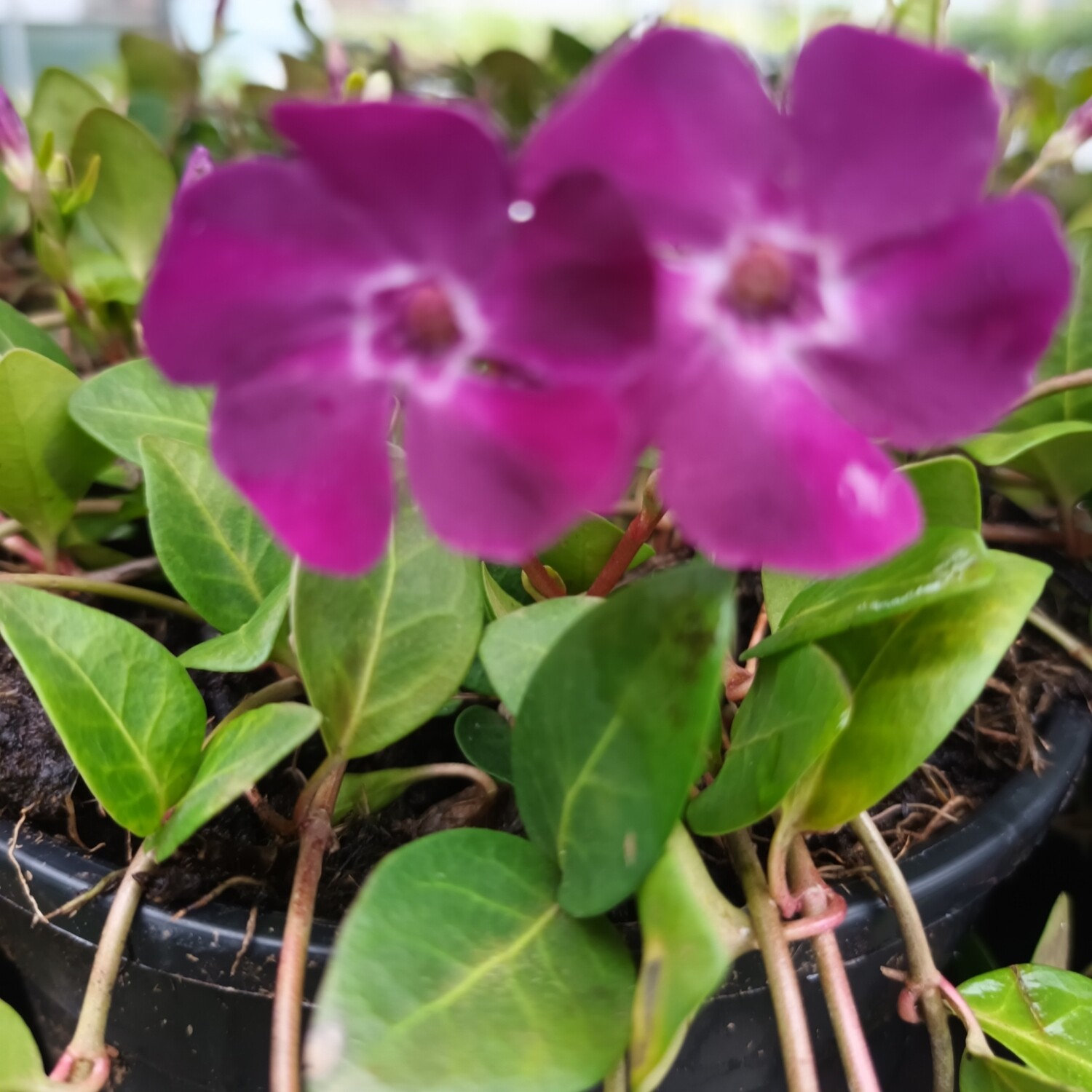 Vinca Minor 'Atropurpurea' (Maagdenpalm paars/roze) OP=OP