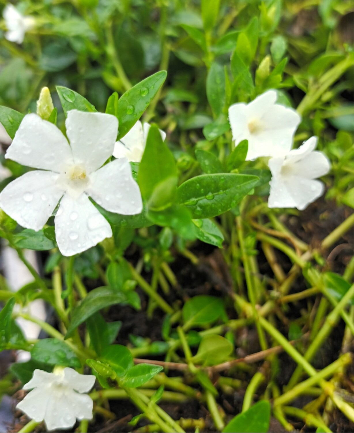 Vinca minor Gertrude jekyll (Maagdenpalm wit fijne bloemen en blad) OP=OP