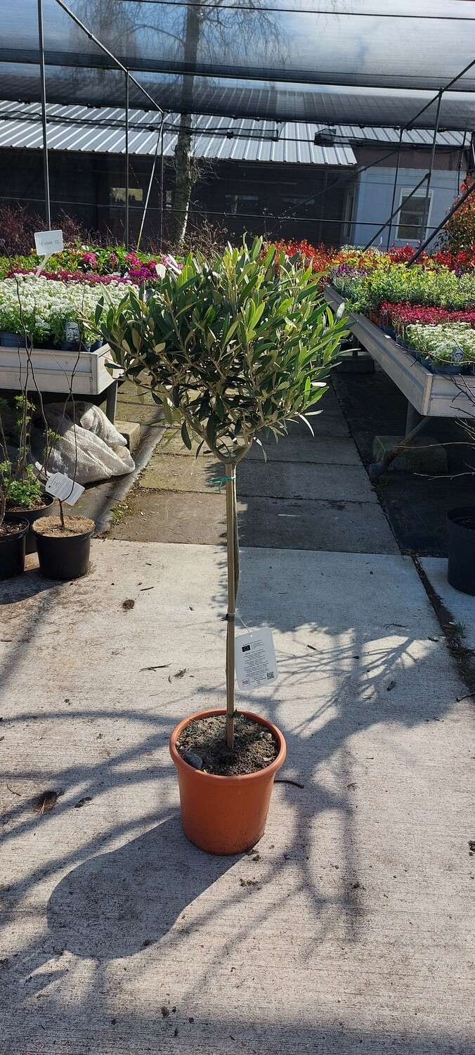 Olea europaea ( Olijfboom ) OP=OP