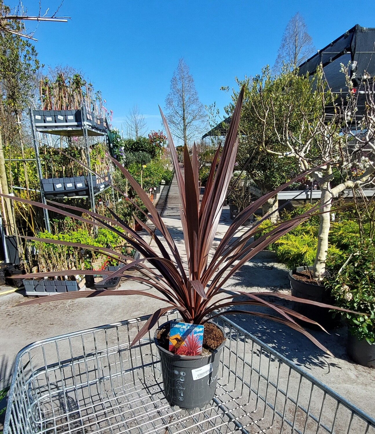 Cordyline aus. 'Red Star' ‘(Australische Koolpalm) OP=OP