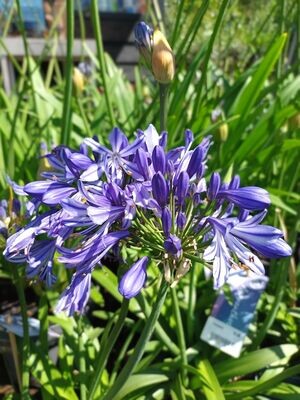 Agapanthus tuincentrum Voordeeltuin Boskoop