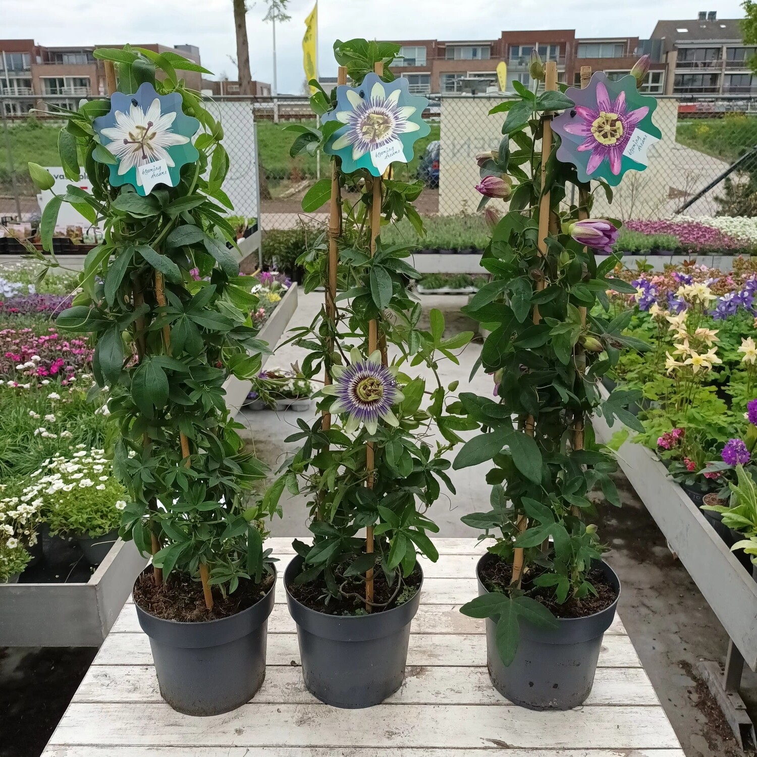 Passiebloem (Passiflora) verschillende soorten OP=OP