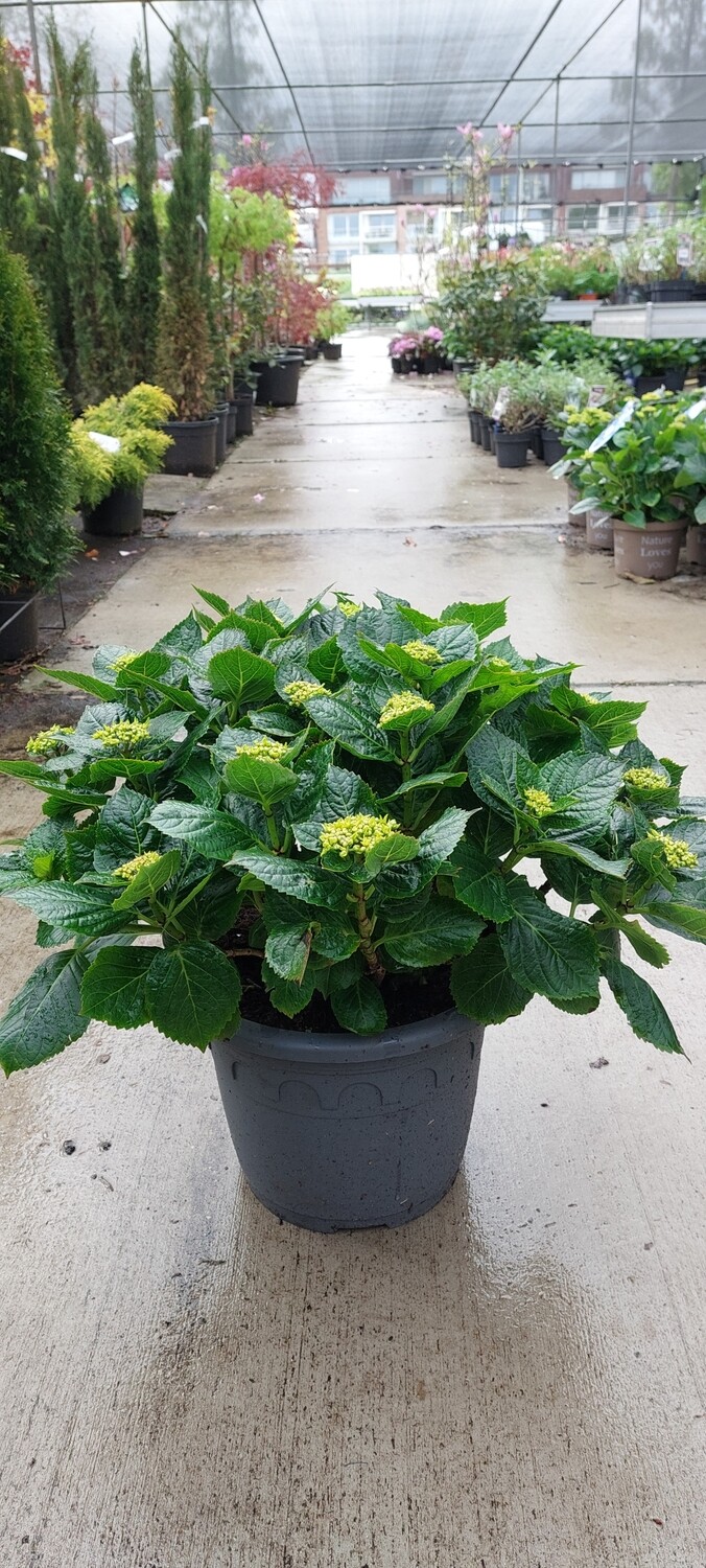 Hortensia (Hydrangea) tuincentrum Voordeeltuin Boskoop