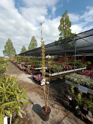Japanse Sierkers tuincentrum Voordeeltuin Boskoop