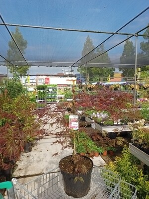 Acer tuincentrum Voordeeltuin Boskoop