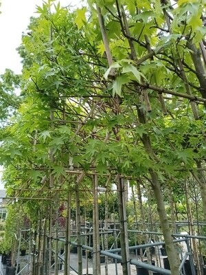 Liquidambar (Amberboom)  Leiboom