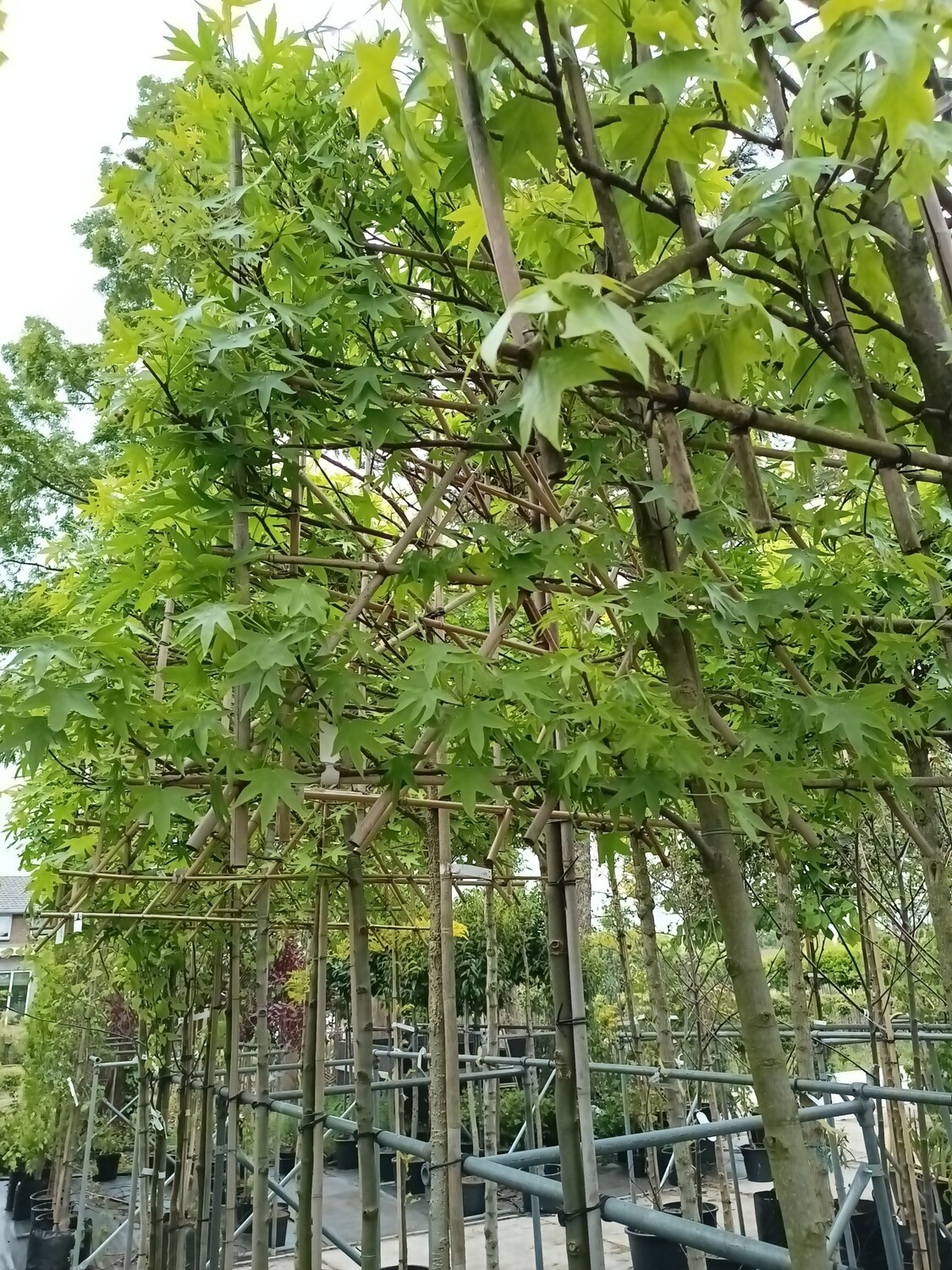Liquidambar (Amberboom)  Leiboom
