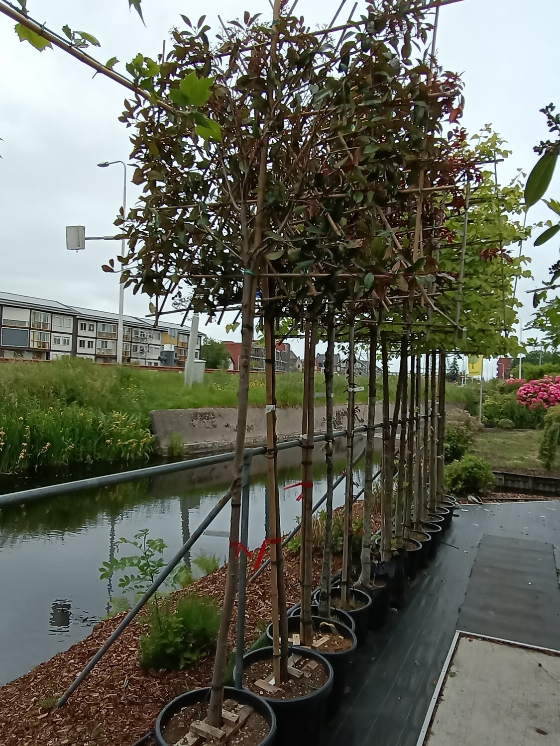 Photinia fraseri Red Robin (Glansmispel) tuincentrum Voordeeltuin Boskoop