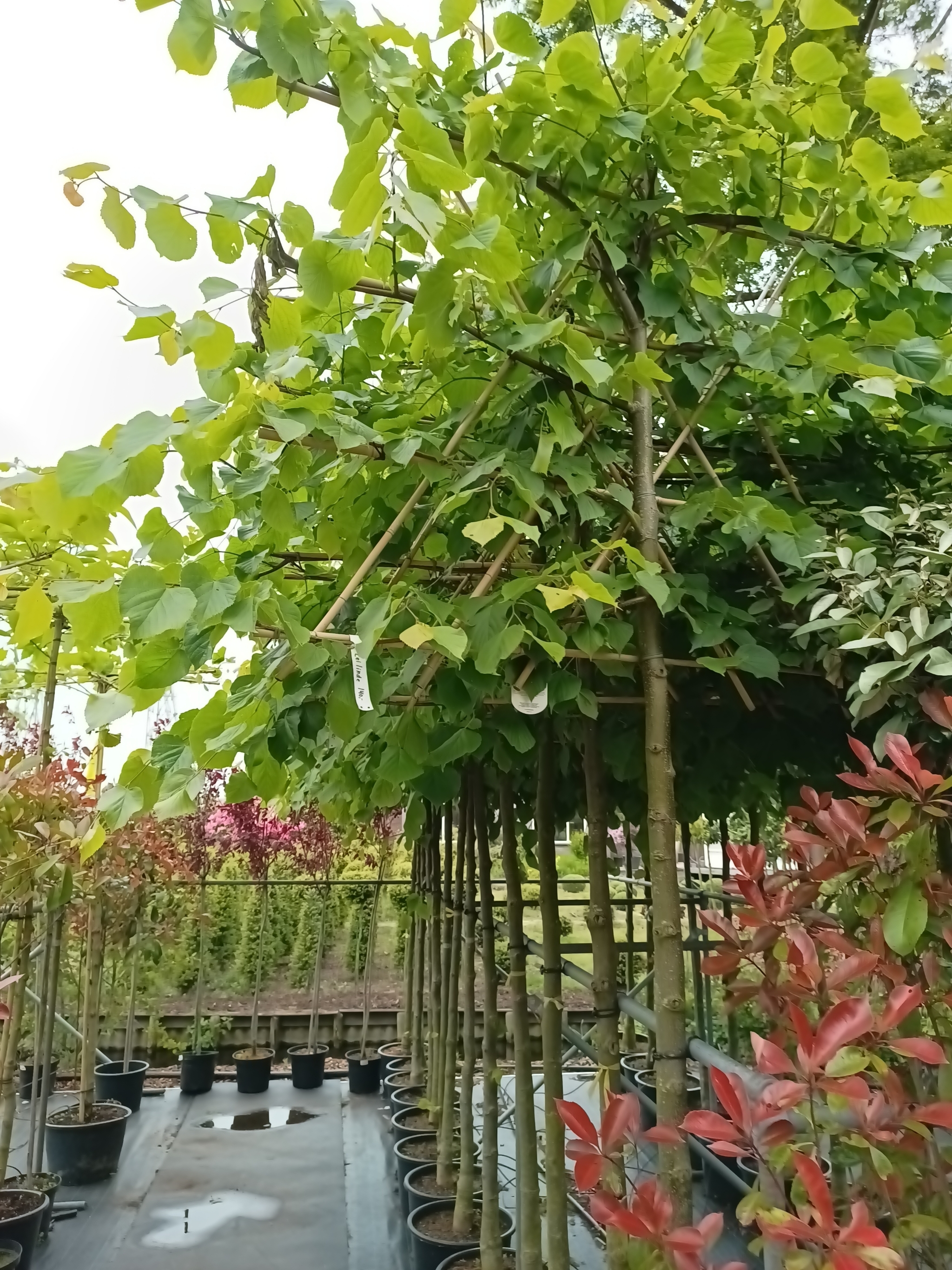 Tilia xeuropaea (Leilinde)