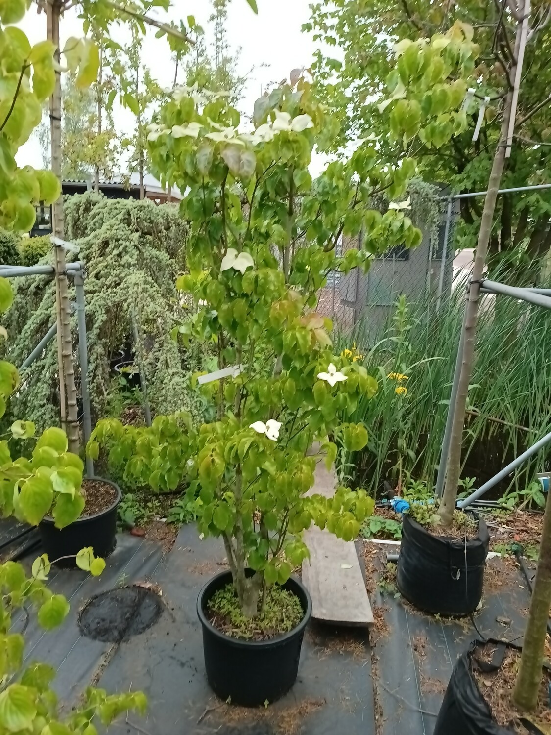 Cornus kousa var. chinensis (De Chinese kornoelje)