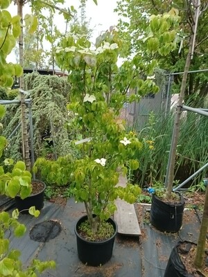 Cornus kousa var. chinensis (De Chinese kornoelje)