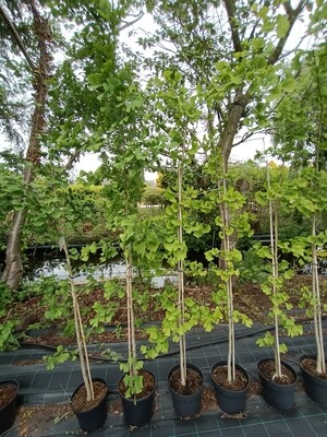 Ginkgo biloba (Japanse noteboom)  OP=OP