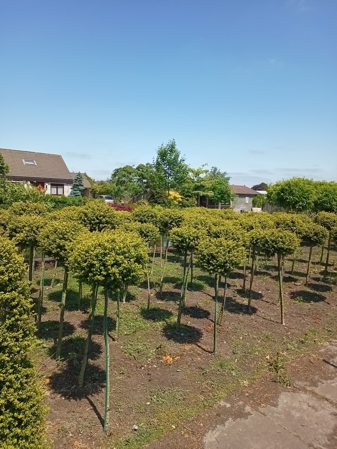 Ilex crenata bol op stam