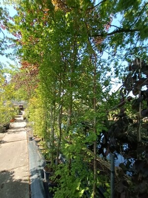 Metasequoia glyptostroboides ( Watercipres ) OP=OP
