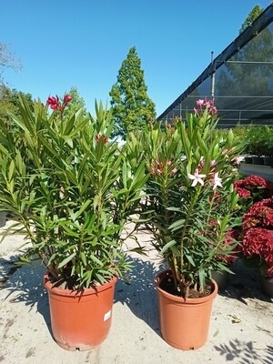 Nerium Oleander (Oleander) OP=OP