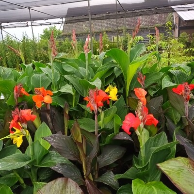 Canna tuincentrum Voordeeltuin Boskoop