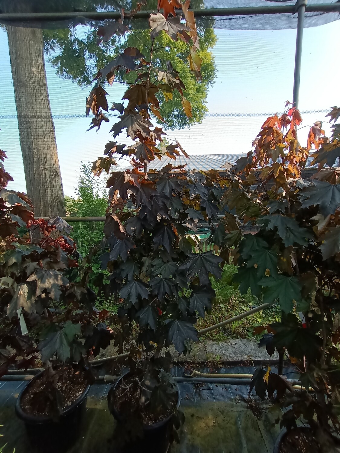 Acer tuincentrum Voordeeltuin Boskoop