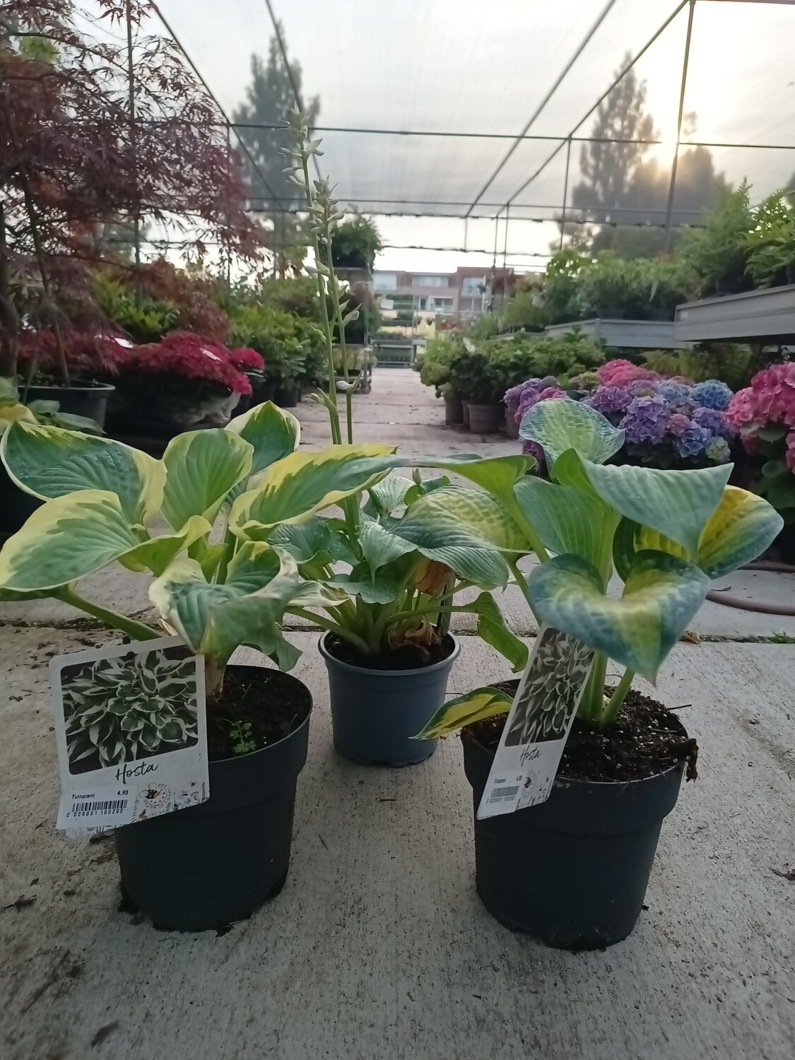 Hosta  tuincentrum Voordeeltuin Boskoop