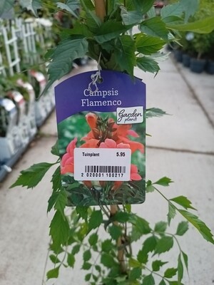 Campsis Flamenco (Trompetklimmer) OP=OP