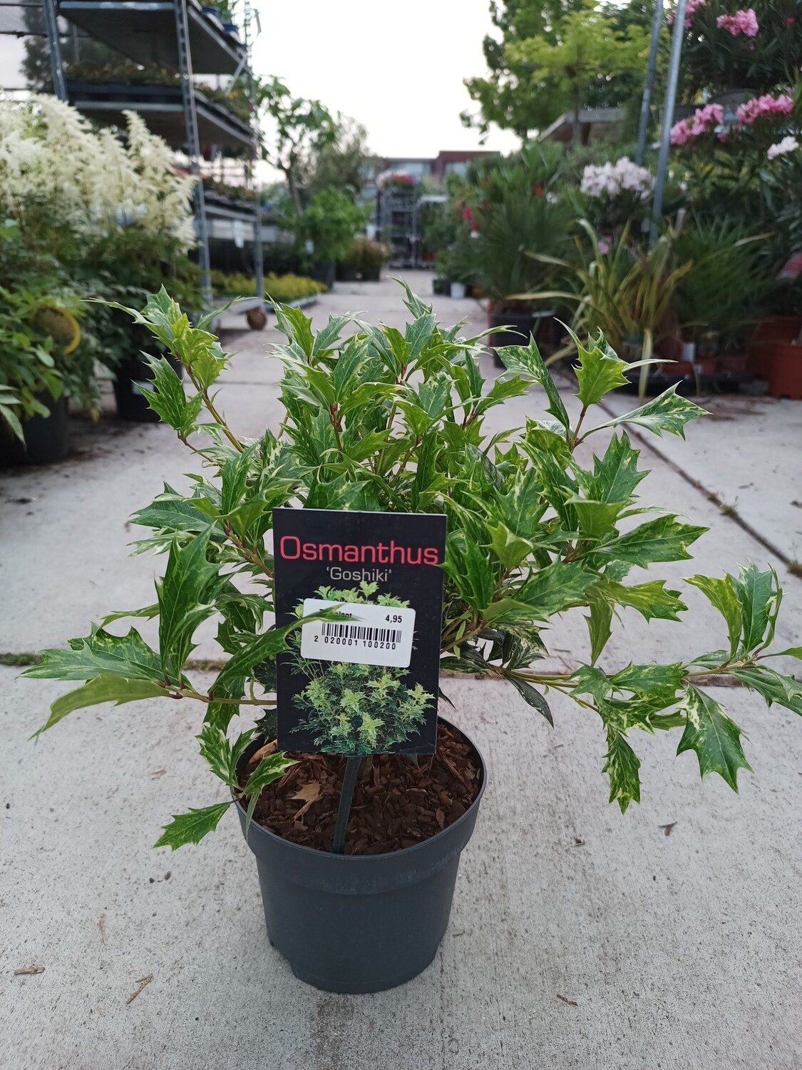 Osmanthus "Goshiki' (Schijnhulst) Voordeeltuin Boskoop
