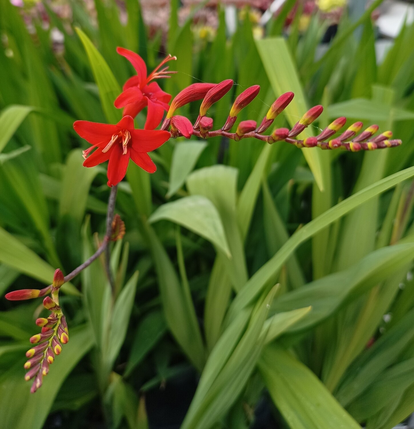 Crocosmia 'Lucifer' (Montbretia) 3 voor €10 OP=OP
