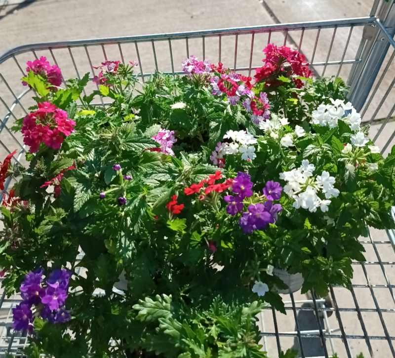 Verschillende kleuren verbena (perkplant)OP=OP