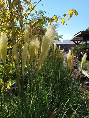 Cortaderia Selloana Pumila  (Pampasgras)  OP=OP