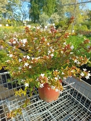 Abelia tuincentrum Voordeeltuin Boskoop