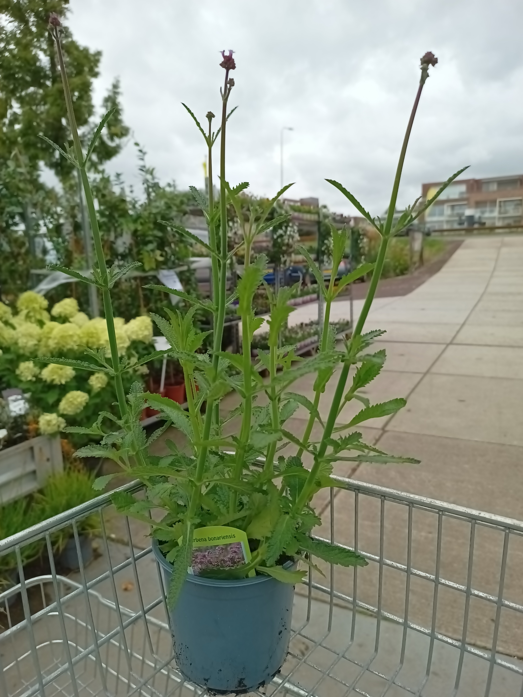 Verbena  bonariensis ( Ijzerhard) 3 voor €10 OP=OP