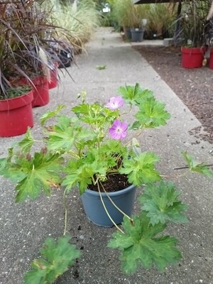 Geranium Rozanne (Ooievaarsbek) OP=OP